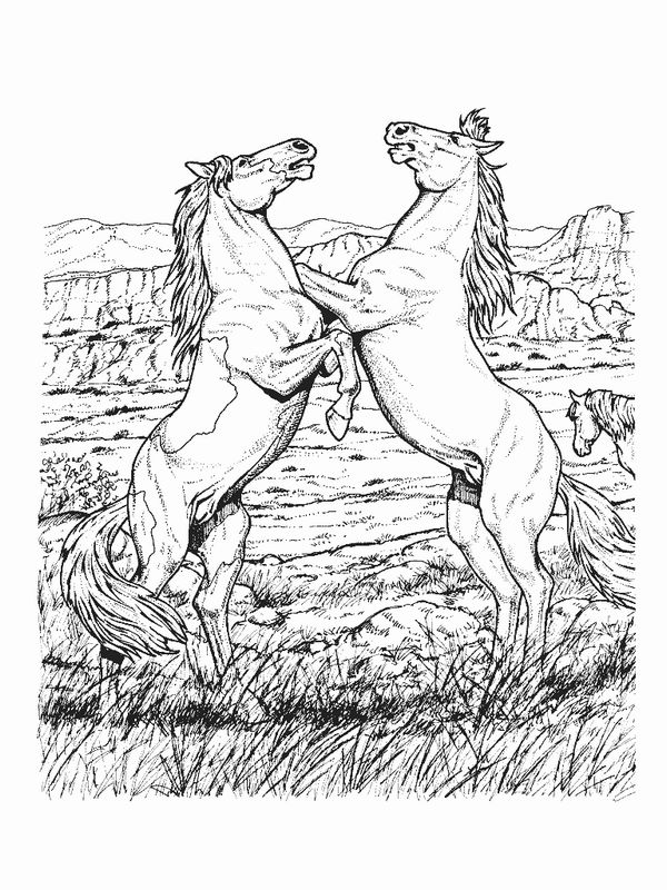 ausmalbild Zwei Pferde auf der Wiese