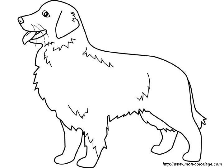 ausmalbild goldener apportierhund