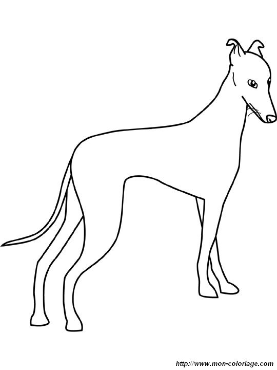 Ausmalbilder Hund Bild Windhund