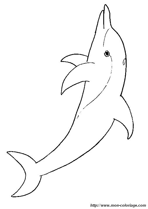delfin ausmalbilder  malvorlage gratis