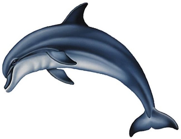 ausmalbild delfin