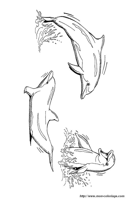 ausmalbild drei schone delfine