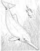 Delphin mit langer Nase