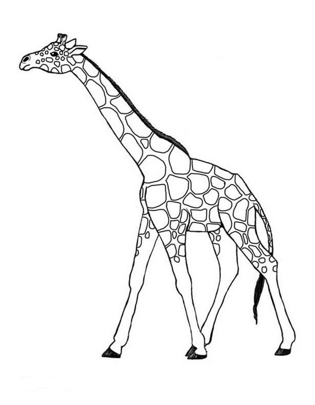 ausmalbild Afrikanische giraffe
