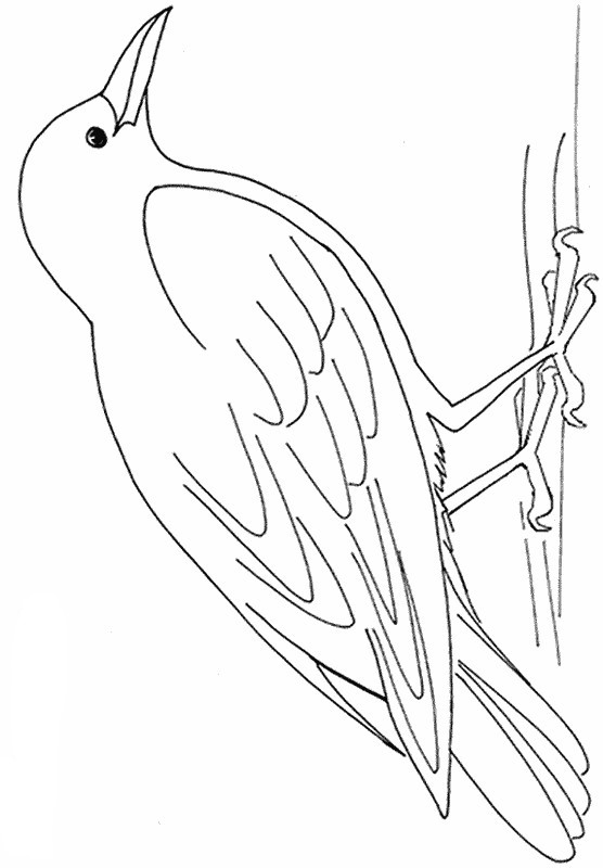 ausmalbilder malvorlagen für lehrkräfte bild vogel im wald
