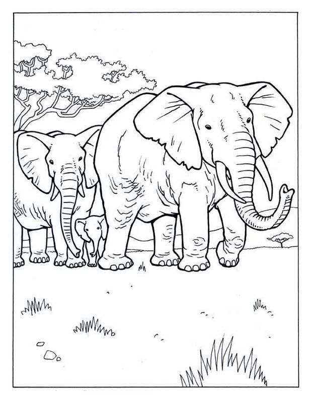 ausmalbild Zwei Elefanten mit einem Baby