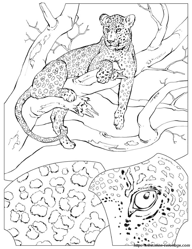 ausmalbild leopard