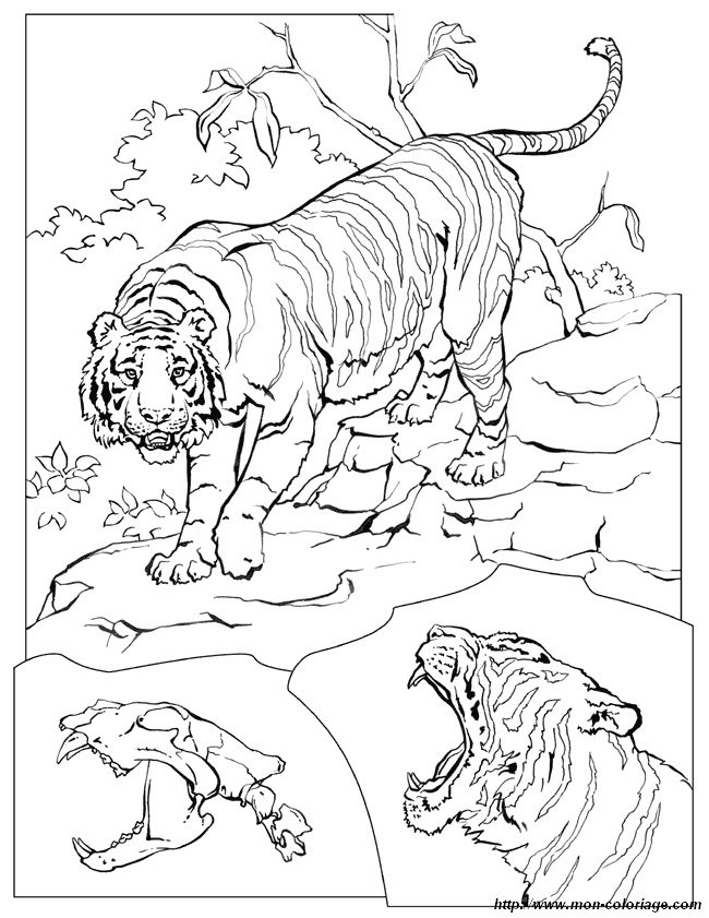 ausmalbild tiger
