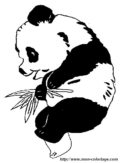 ausmalbilder panda bild panda4