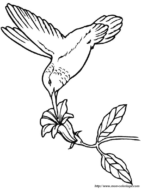ausmalbilder vögel bild kolibris