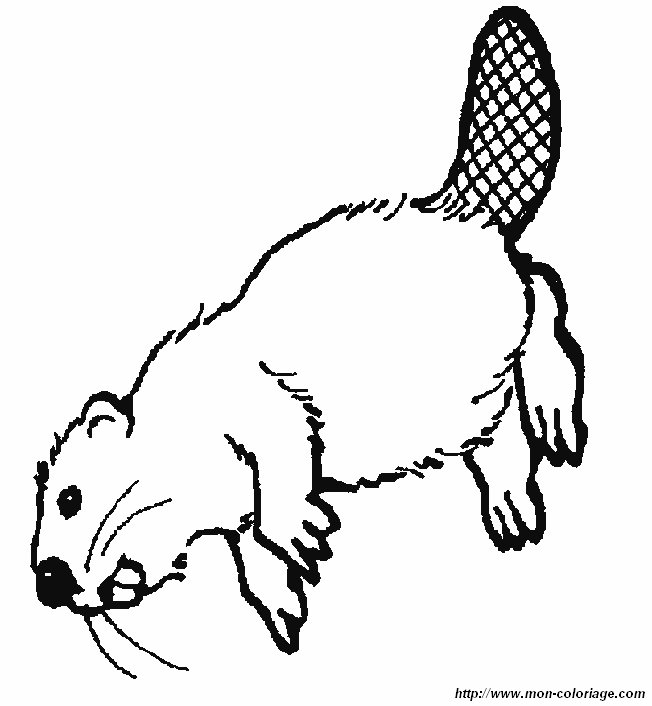 ausmalbild biber 1