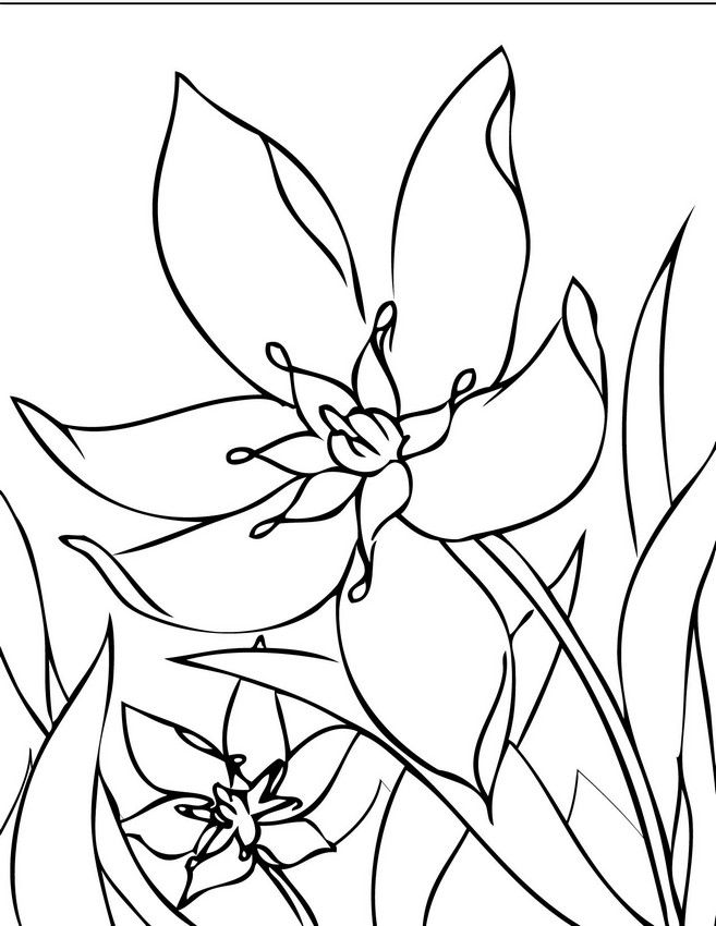 ausmalbild Orchideen