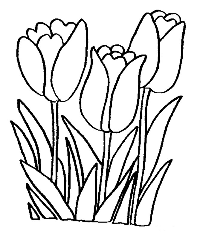 ausmalbild Tulpensaison