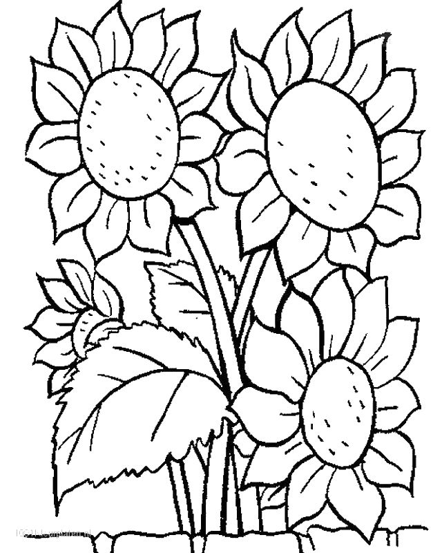 ausmalbild Vier Sonnenblumen