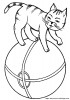 katze 011