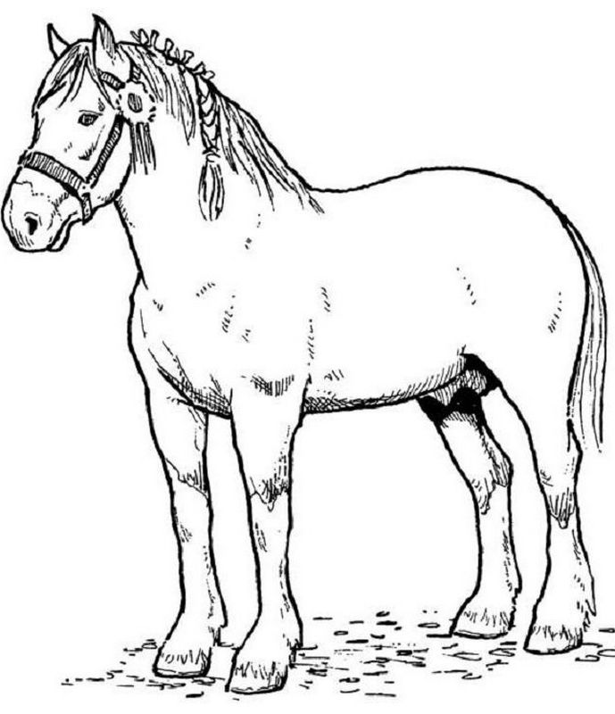 ausmalbild Draught Pferd