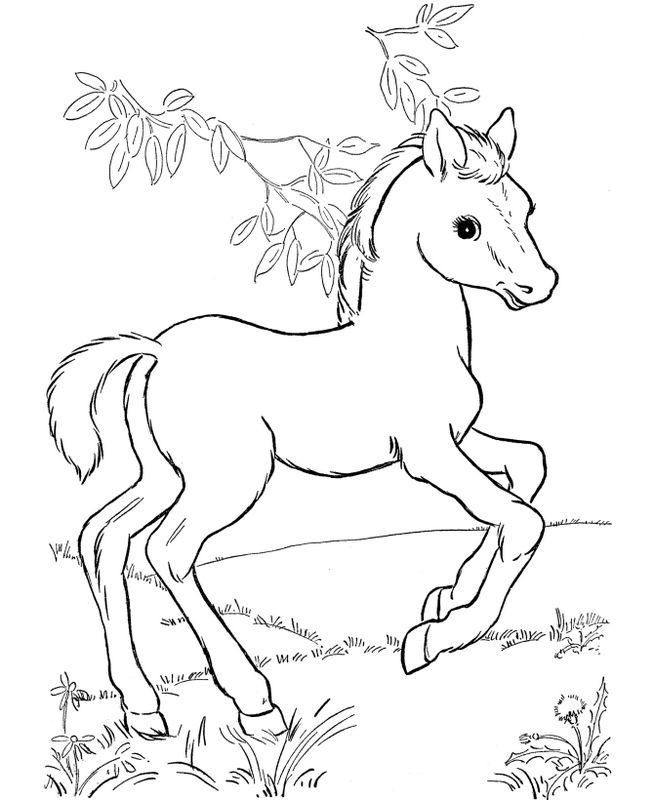 ausmalbild Ein kleines Pferd auf einem Feld