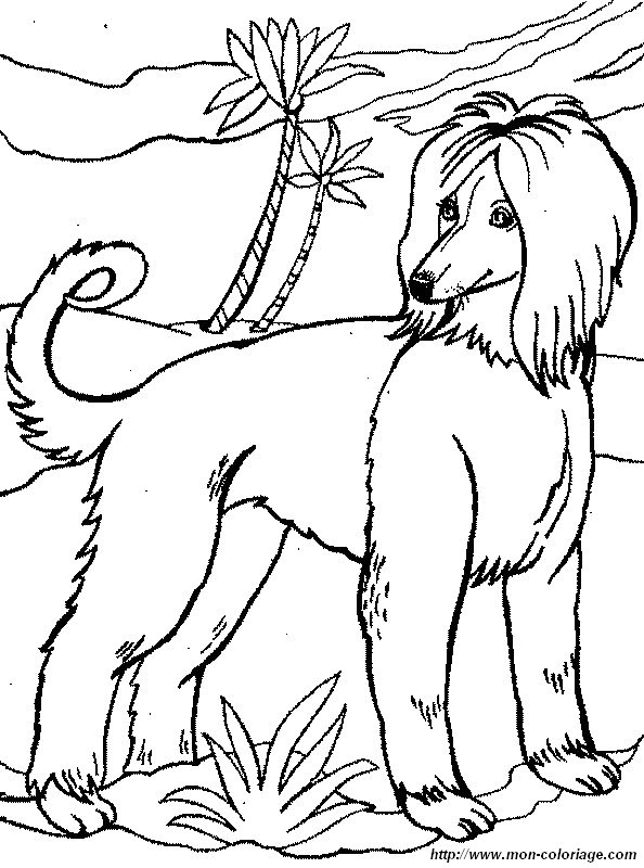 Ausmalbilder Hund Bild Afghanischer Windhund