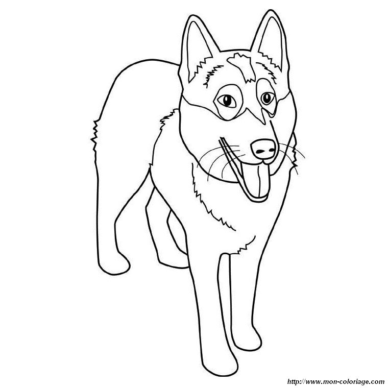 ausmalbild alaskan husky