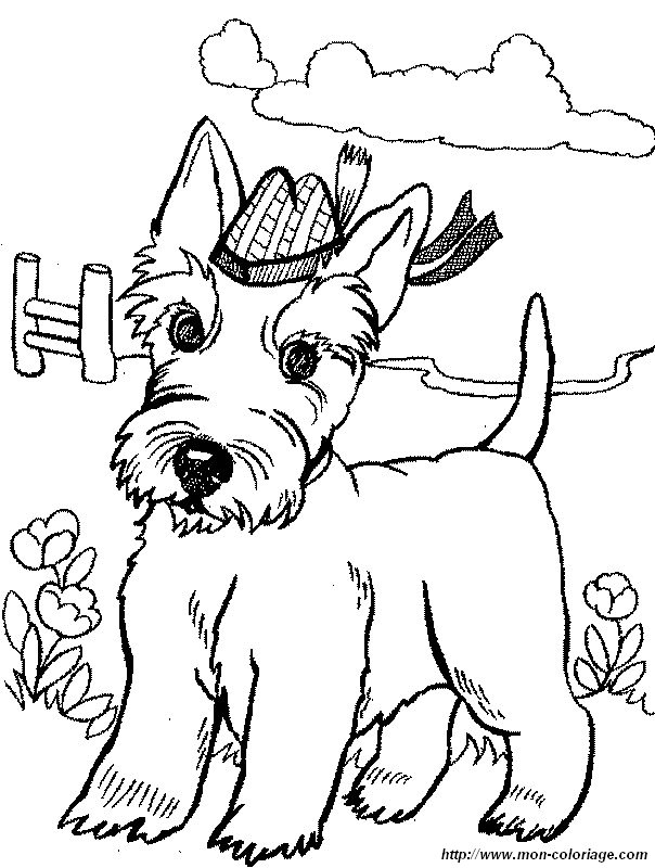 ausmalbild der scottish terrier