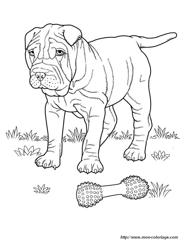 ausmalbild der shar pei