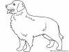 goldener apportierhund