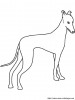 Windhund Ausmalbilder Malvorlage Zum Ausdrucken OWMOVG