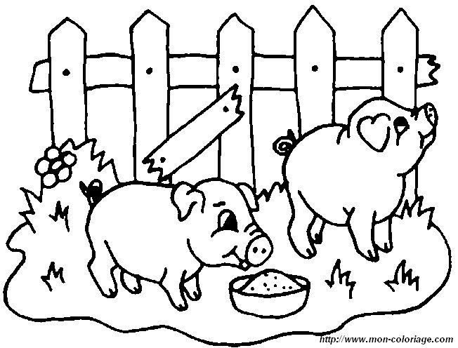 ausmalbild schwein 36