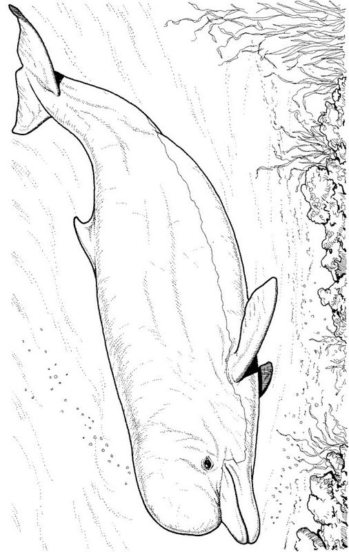 ausmalbild Buckelwale Delphin