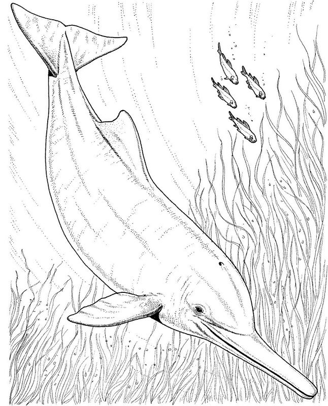 ausmalbild Delphin mit langer Nase