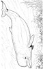 Buckelwale Delphin