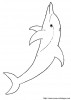 delfin 002
