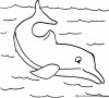 delfin 004