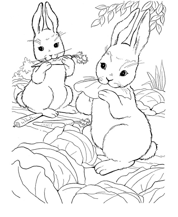 ausmalbild Kaninchen Essen Karotten