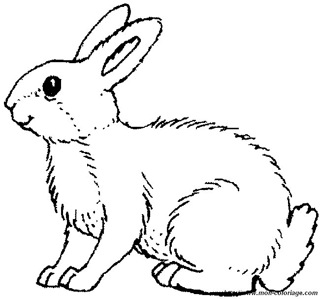 ausmalbild kaninchen 0013