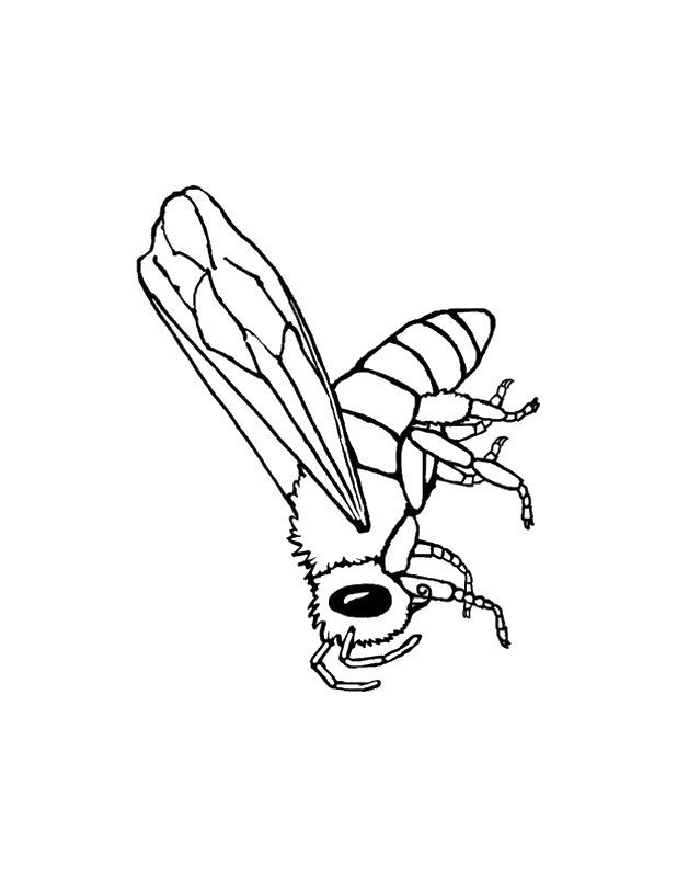ausmalbild Eine Biene