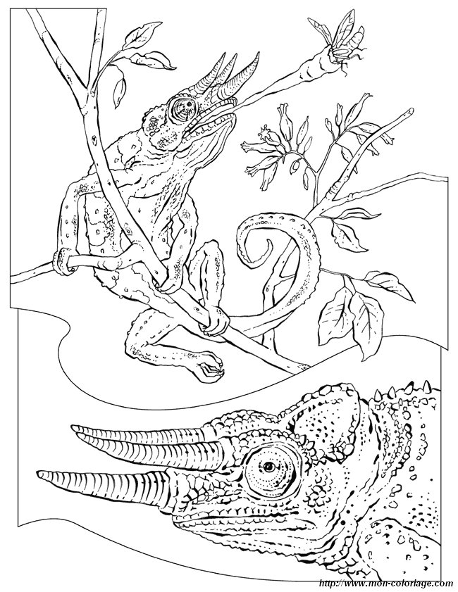 ausmalbilder malvorlagen für lehrkräfte bild chameleon