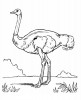 Der schnellste Vogel