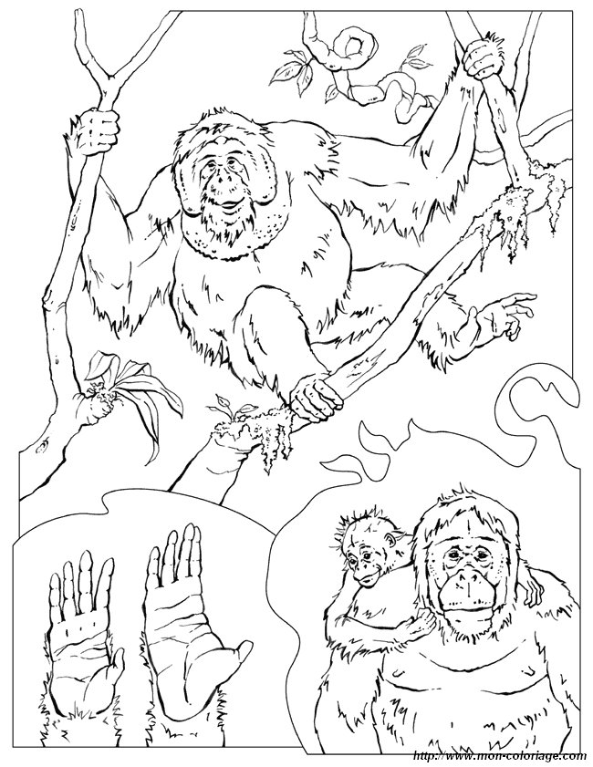 ausmalbild orangutan