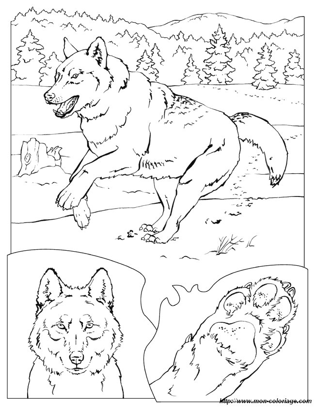 ausmalbild wolf