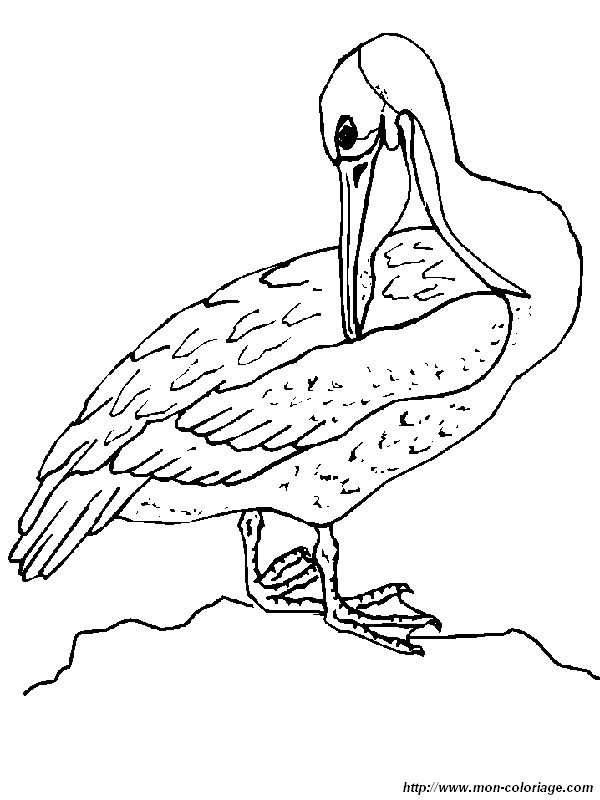 ausmalbild ein pelikan