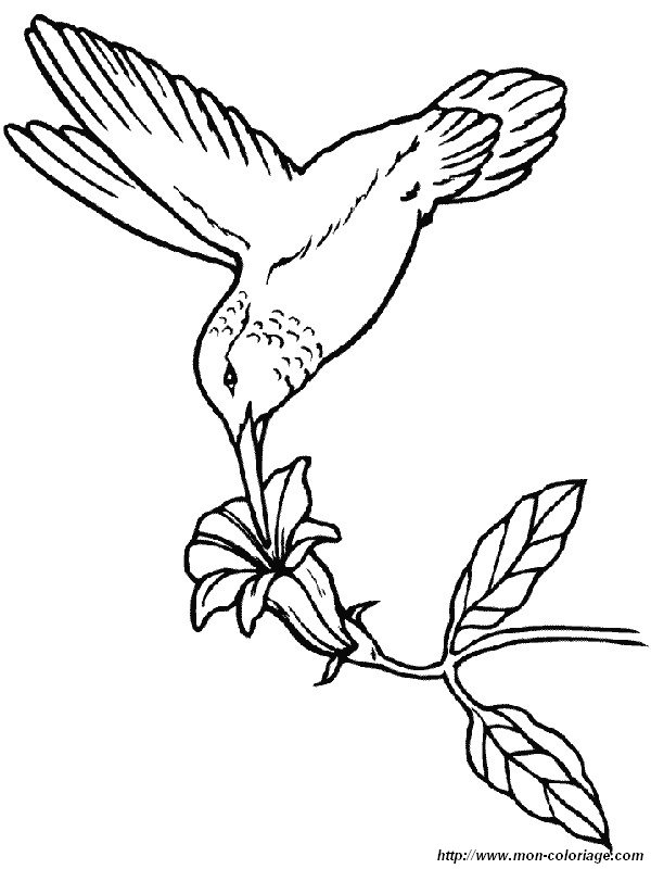 ausmalbild kolibris