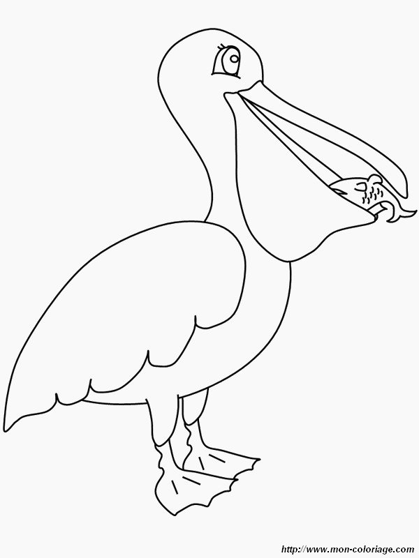 ausmalbild pelikan isst fisch