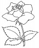 Eine schone rose